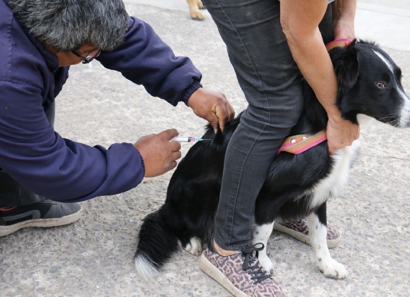 Sanidad animal.