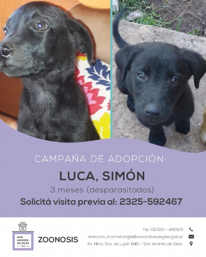 Luca y Simón.