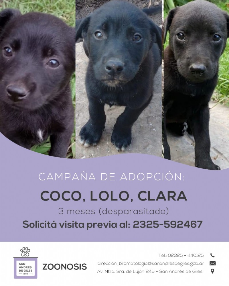 Coco, Loro y Clara.