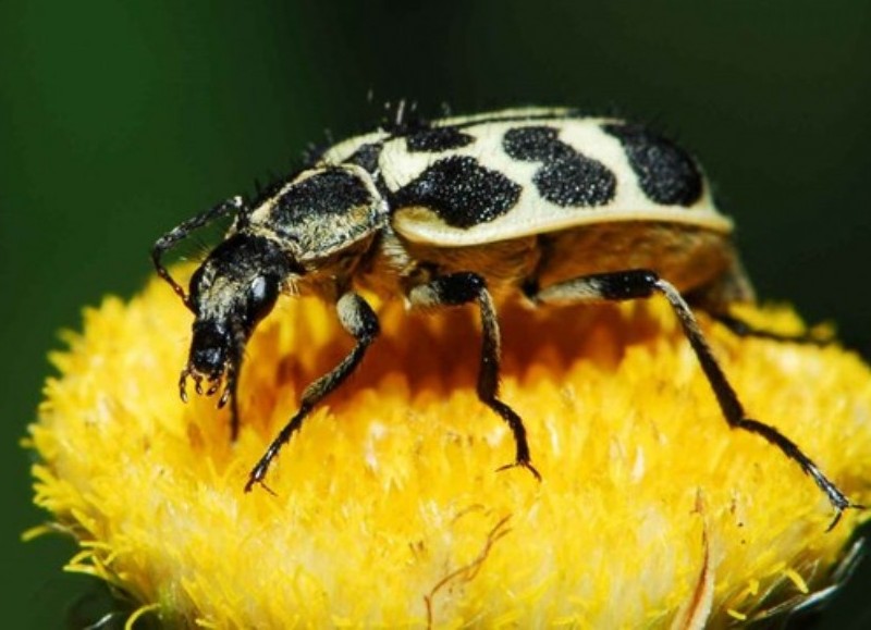 Con la gran sequía y el atraso de la floración de estos cultivos, este insecto se trasladó a los lotes con alfalfa.