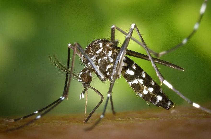 Mosquito vector.