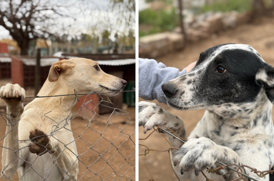 Se informó que habrá mascotas para adoptar en este lindo encuentro.