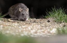 Claves para prevenir el hantavirus