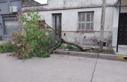 La Municipalidad sigue trabajando en la limpieza de la ciudad tras el temporal