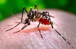 Confirman el séptimo caso de dengue en la ciudad