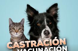 Vacunación gratuita para perros y gatos