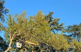 Poda de árboles en plaza San Martín