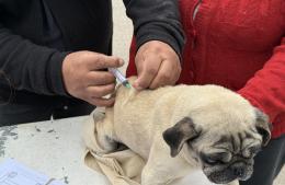 La vacunación antirrábica en Solís se pasó para el martes