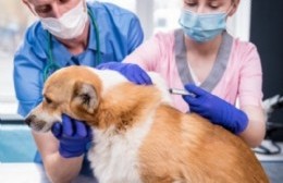 Comienza la campaña de vacunación antirrábica gratuita para perros y gatos