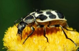 La Municipalidad previene a la comunidad por los escarabajos que pueden causar la muerte del ganado vacuno