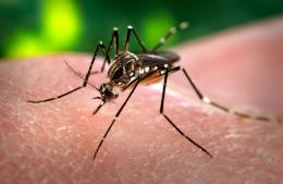 Informan nuevo caso de dengue en nuestra ciudad