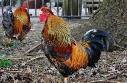 Se detectó un caso de influenza aviar en aves de traspatio