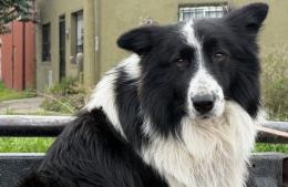Vacunación antirrábica gratuita para perros y gatos: fechas reprogramadas