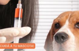 Campaña de vacunación antirrábica gratuita para perros y gatos
